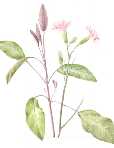 Adrienne Roberts - Purple Sage and Dianthus Doris
