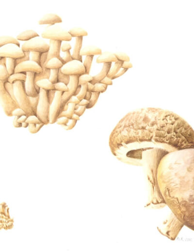 Adrienne Roberts - Mushrooms