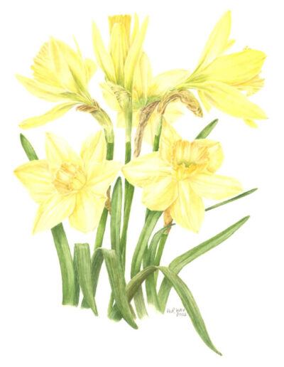 Narcissus by Adrienne Roberts