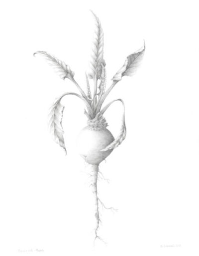 Beetroot by Yvonne Barbara Gemmell