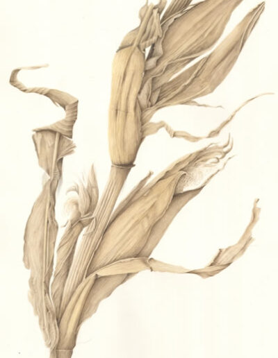 Dried Corn by Yvonne Barbara Gemmell