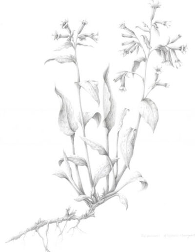 Pulmanaria by Yvonne Barbara Gemmell