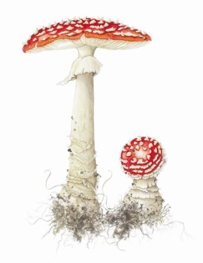 Fly Agaric by Dawn Burford