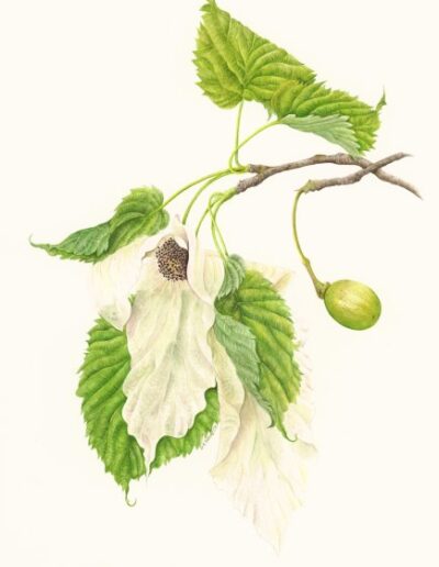 Handkerchief Tree by Dawn Burford