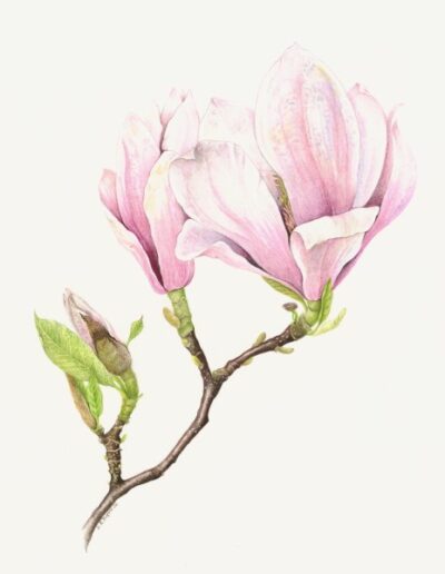 Magnolia by Dawn Burford