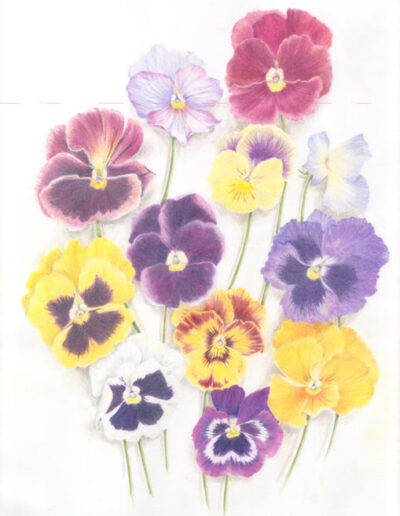 Pansies by Celia Scottow