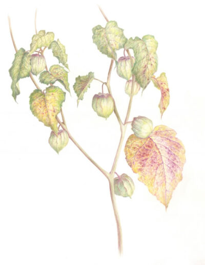 Physalis by Celia Scottow