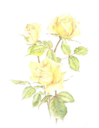 Yellow Roses by Celia Scottow
