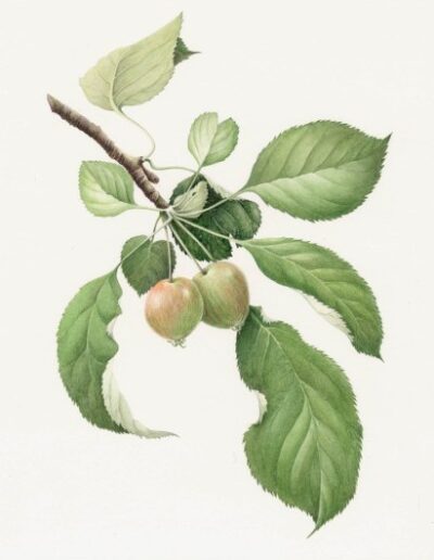 Crab Apple by Jeni Neale