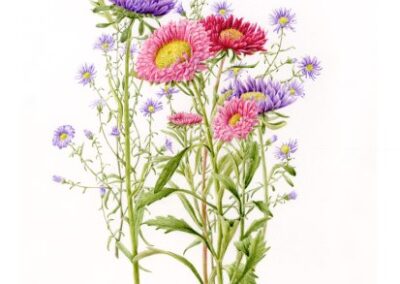 Bridget Rochford