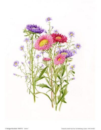 Asters by Bridget Rochford