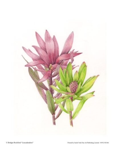 Leucadendron by Bridget Rochford