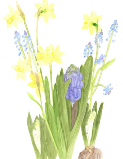 Mixed Flora Study by Sally Dixon-Leigh