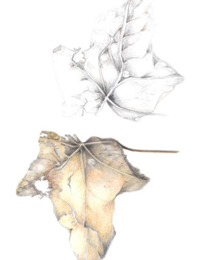 Ivy Leaves by Sandy Gough