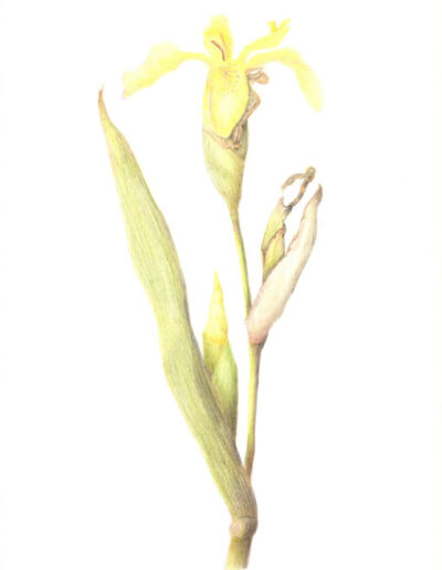 Yellow Flag Iris by Sandy Gough