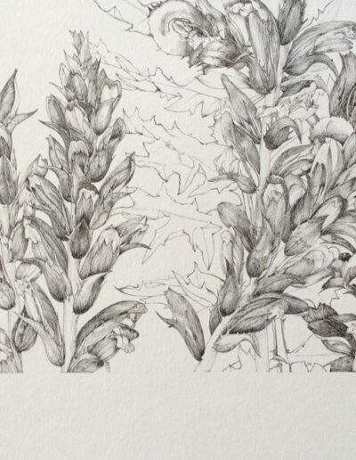 Artwork by Jane Edwards