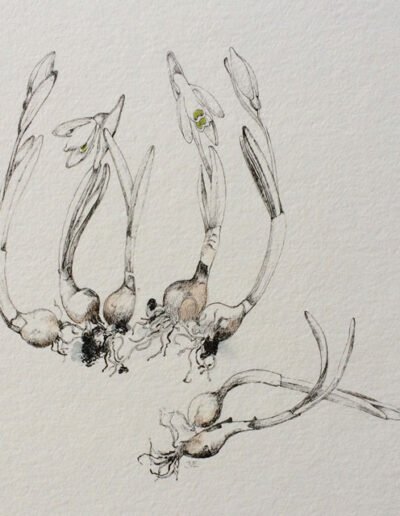 Artwork by Jane Edwards