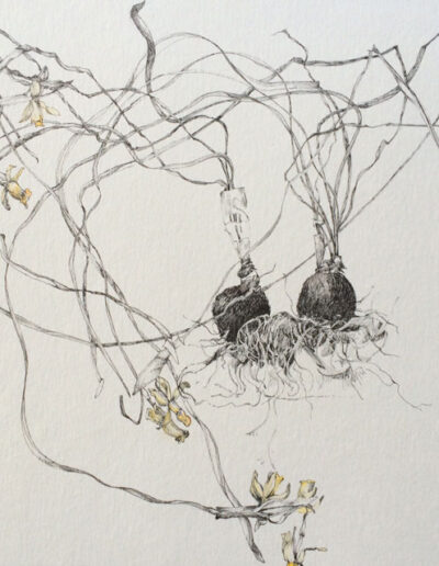 Artwork by Jane Edwards