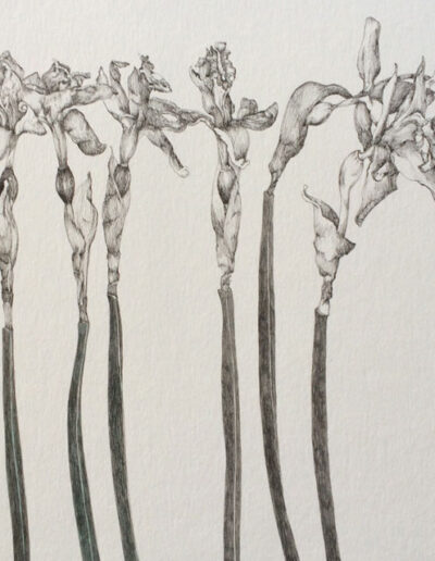 Artwork by Jane Edwards