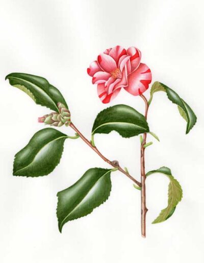Artwork by Jennifer Leeming