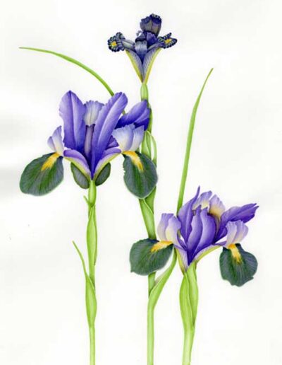 Artwork by Jennifer Leeming