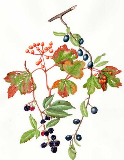 Artwork by Jennifer Leeming