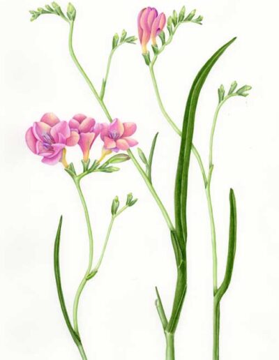 Artwork by Jennifer Leeming