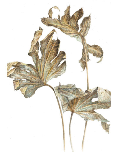 Dried Fatsia Leaves