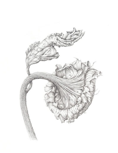Dried Sunflower Seed Head by Yvonne Barbara Gemmell
