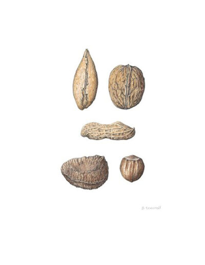 Nuts by Yvonne Barbara Gemmell