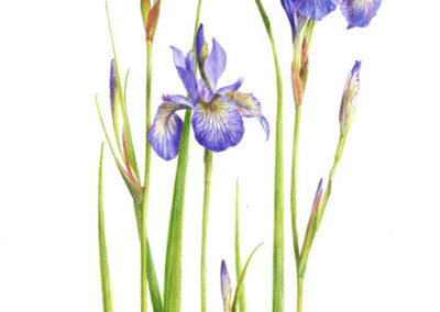 Celia Scottow