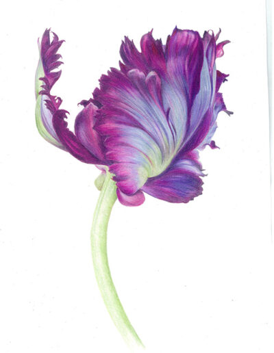 Purple Tulip by Celia Scottow