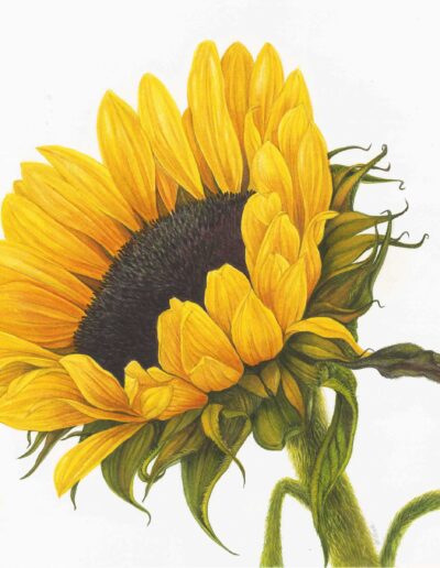 Jeni Neale - Sunflower